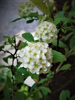 コデマリ を生け花的に表現したい By Meika コデマリの栽培記録 育て方 そだレポ みんなの趣味の園芸