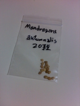 マンドレイク Autumnalis By おおざっ葉 その他の植物の栽培記録