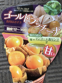 食用ほおずきが食べたい By まじぃ ホオズキの栽培記録 育て方 そだレポ みんなの趣味の園芸