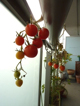トマトは多年草 By Rav トマトの栽培記録 育て方 そだレポ みんなの趣味の園芸