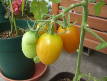 トマトは多年草 By Rav そだレポ みんなの趣味の園芸
