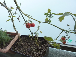 トマトは多年草 By Rav トマトの栽培記録 育て方 そだレポ みんなの趣味の園芸