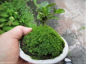 小盆栽 クチナシ 目標は播種栽培 By Meika クチナシの栽培記録 育て方 そだレポ みんなの趣味の園芸