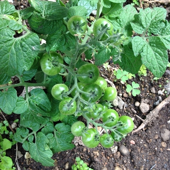 18ミニトマトの成長過程byれんげチャン そだレポ みんなの趣味の園芸