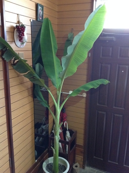 18 5 7 島バナナ通販苗 成長 By れんげチャン バナナの栽培記録 育て方 そだレポ みんなの趣味の園芸