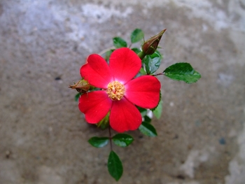 姫バラ 赤頭巾 は 交配種か By Meika バラ ミニバラ の栽培記録 育て方 そだレポ みんなの趣味の園芸
