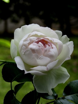 ボレロを新苗から By Akari バラ シュラブ ローズ の栽培記録 育て方 そだレポ みんなの趣味の園芸