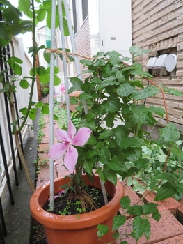 ピンクファンタジー By Kerorin クレマチス 四季咲き の栽培記録 育て方 そだレポ みんなの趣味の園芸