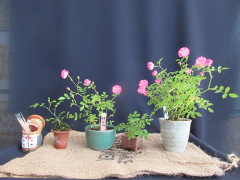 バラ 一鉢一花のミニ盆栽 By Meika バラ ミニバラ の栽培記録 育て方 そだレポ みんなの趣味の園芸