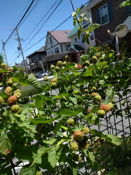 ブラックベリー By フーコ ブラックベリーの栽培記録 育て方 そだレポ みんなの趣味の園芸