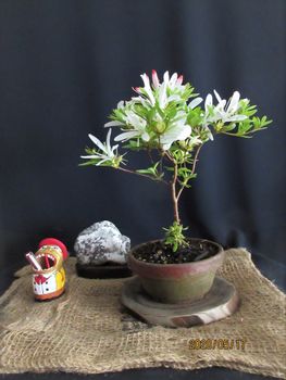 サツキ盆栽づくり By Meika サツキの栽培記録 育て方 そだレポ みんなの趣味の園芸