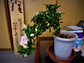サツキ盆栽づくり By Meika サツキの栽培記録 育て方 そだレポ みんなの趣味の園芸