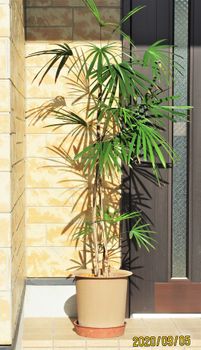 観音竹と棕櫚竹 の栽培 By Meika ヤシ類の栽培記録 育て方 そだレポ みんなの趣味の園芸