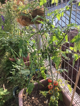 取り忘れ脇芽で挿し木 ミニトマト By Jictenko トマトの栽培記録 育て方 そだレポ みんなの趣味の園芸
