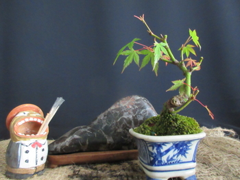 モミジ の小盆栽づくり By Meika そだレポ みんなの趣味の園芸