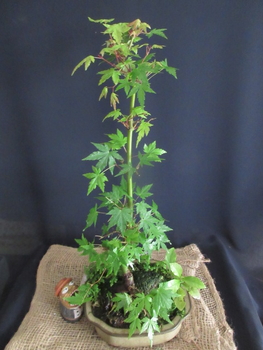 モミジ の小盆栽づくり By Meika カエデ モミジ の栽培記録 育て方 そだレポ みんなの趣味の園芸