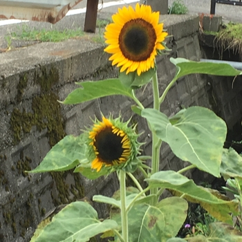 植え ひまわり 方 種 の