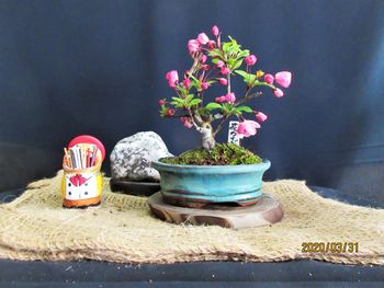 ズミ を小盆栽とリンゴの台木にする By Meika そだレポ みんなの趣味の園芸