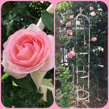 初めてのピエール ドゥ ロンサール By Harumin バラ つるバラ の栽培記録 育て方 そだレポ みんなの趣味の園芸