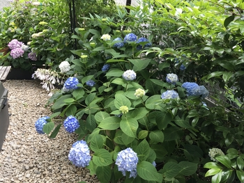 紫陽花を秋に咲かせるbyピンクペッパー そだレポ みんなの趣味の園芸