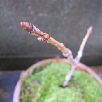 桜の挿し木は成功するか By カラミント サクラの栽培記録 育て方 そだレポ みんなの趣味の園芸
