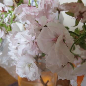 桜の挿し木は成功するか By カラミント サクラの栽培記録 育て方 そだレポ みんなの趣味の園芸
