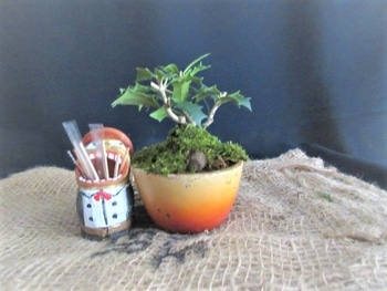 ヒイラギ 盆栽づくり By Meika そだレポ みんなの趣味の園芸