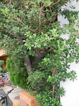 ヒイラギ 盆栽づくりbymeika そだレポ みんなの趣味の園芸