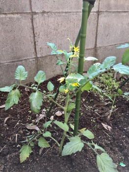 今年もミニトマト苗植えてみましたぁ By Harumin そだレポ みんなの趣味の園芸