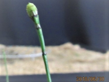 姫トクサ 茎の先は花ではないんよ 何ッ By Meika トクサの栽培記録 育て方 そだレポ みんなの趣味の園芸