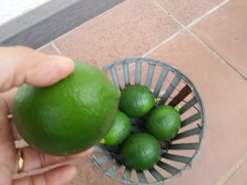 たまゆらの庭 メキシカンライム By たまゆら レモン類の栽培記録 育て方 そだレポ みんなの趣味の園芸