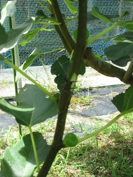 イチジクとカミキリ虫 By 渋柿 イチジクの栽培記録 育て方 そだレポ みんなの趣味の園芸