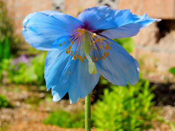 青いケシ グランディス の花を見よう O 丿 地植え 2 By ソウちゃん そだレポ みんなの趣味の園芸