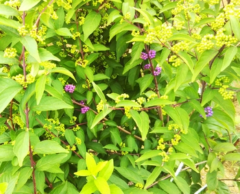 ３年越しに紫式部栽培 By ロミオ ムラサキシキブの栽培記録 育て方 そだレポ みんなの趣味の園芸