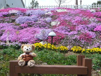 りっちゃんのお花畑byduffy Daisuki そだレポ みんなの趣味の園芸