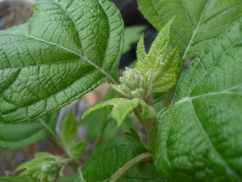 カシワバアジサイ カシワバアジサイの育て方｜植え替え時期は？剪定や挿し木の方法は？｜🍀GreenSnap（グリーンスナップ）