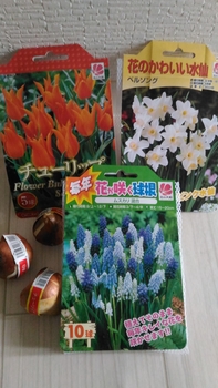 トリプルデッカー By ひろもも チューリップの栽培記録 育て方 そだレポ みんなの趣味の園芸