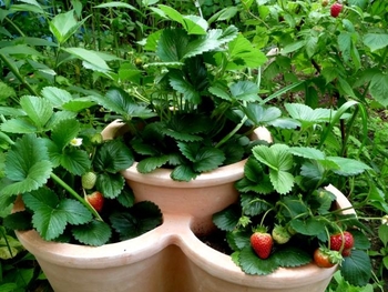 イチゴ 四季生り By 小春 イチゴの栽培記録 育て方 そだレポ みんなの趣味の園芸