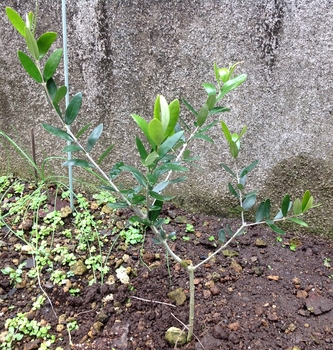 オリーブ ルッカの苗を地植えする By れんげチャン オリーブの栽培記録 育て方 そだレポ みんなの趣味の園芸