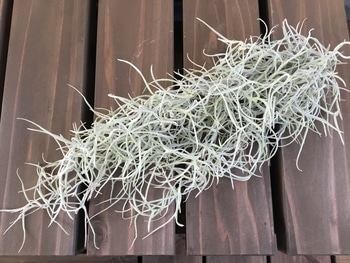 好きです銀葉種 ウスネオイデス太葉 By Fujiandyuri チランジア エアプランツ の栽培記録 育て方 そだレポ みんなの趣味の園芸