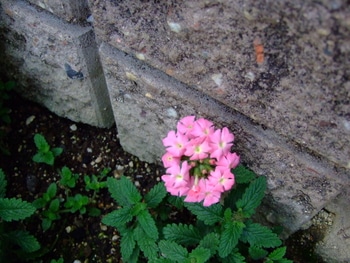 バーベナ絢 2年目 早くも冬に咲く 5 10月花 By くっきーみっきー そだレポ みんなの趣味の園芸