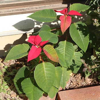 地植えでポインセチアを育ててみたい By Chackee そだレポ みんなの趣味の園芸