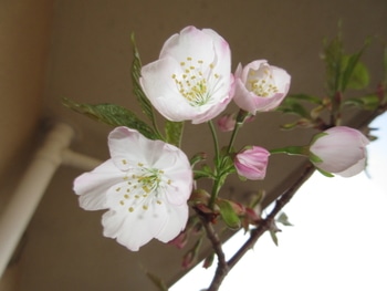 桜 実生 マンションのベランダ By 長居の桜 サクラの栽培記録 育て方 そだレポ みんなの趣味の園芸