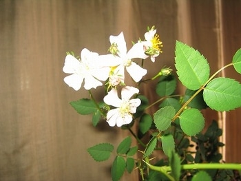 バラを種から開花まで By Ryomini バラ ミニバラ の栽培記録 育て方 そだレポ みんなの趣味の園芸