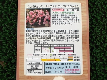 ピンクの八重咲インパチェンス 種蒔きからだと沢山見れるかな By ビィ玉 そだレポ みんなの趣味の園芸