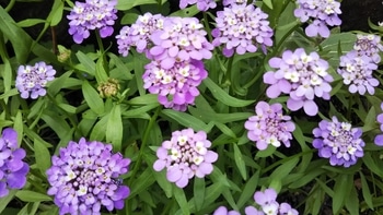 薄紫のイベリスを育てます By そらみち イベリスの栽培記録 育て方 そだレポ みんなの趣味の園芸