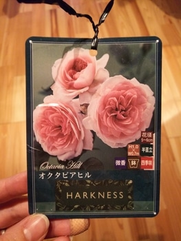 初めてのバラ栽培 By おだづもっこ バラの栽培記録 育て方 そだレポ みんなの趣味の園芸