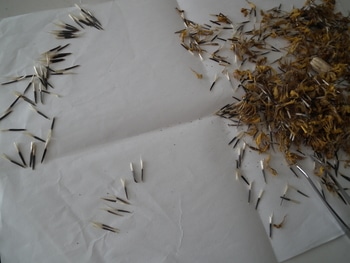 廃棄マリーゴールドの種は育つのか By Wai マリーゴールドの栽培記録 育て方 そだレポ みんなの趣味の園芸