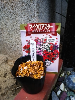 一粒の種から花一杯 By ミサトタケオ エゾギク アスター の栽培記録 育て方 そだレポ みんなの趣味の園芸