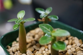 砂漠のバラ アデニウムアラビカム の実生 By 種おやじ アデニウムの栽培記録 育て方 そだレポ みんなの趣味の園芸